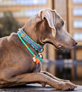 Collier de chien surf coco