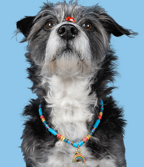 Dog chain Surf Rainbow