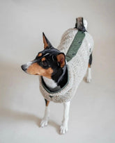 Lambony - Whippet / Italian