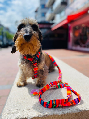 Laavida Neon Orange Harness