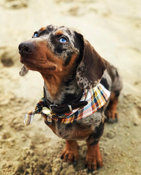 Fall flannel bandana