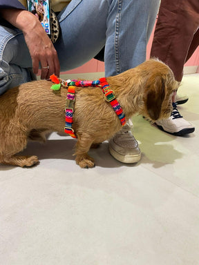 Laavida Neon Orange Harness