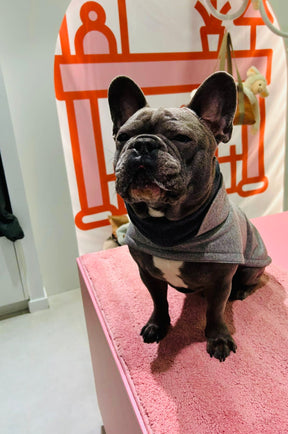 Flannel Grey - Francese Bulldog Special