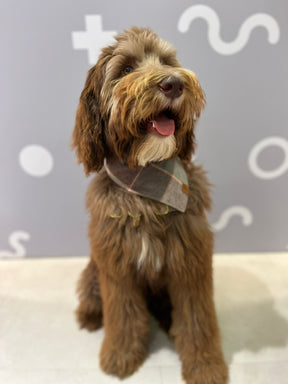 Aspen plaid flannel bandana