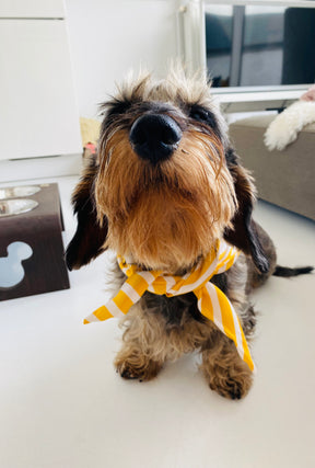 Willkommen bei Knokke - Beaufort Bandana - Limited Edition