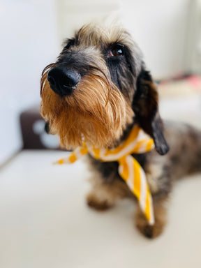 Willkommen bei Knokke - Beaufort Bandana - Limited Edition