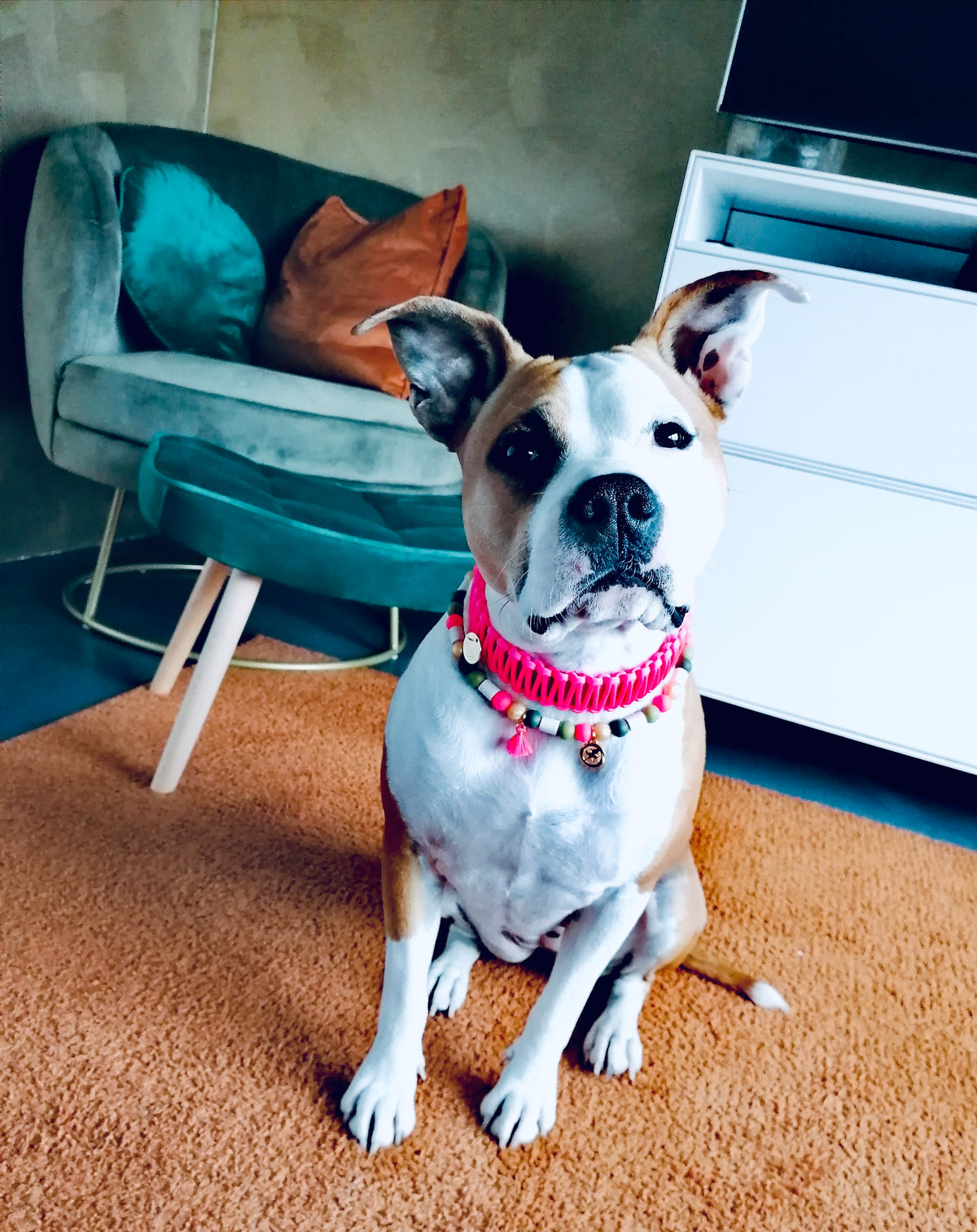 Neon Pink Classic Collar - Green Biothane