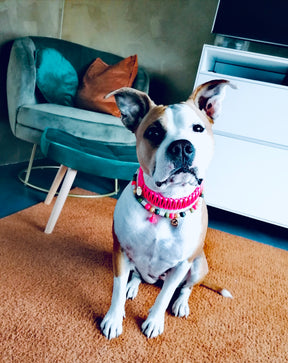 Neon Pink Classic collar - Green Biothane
