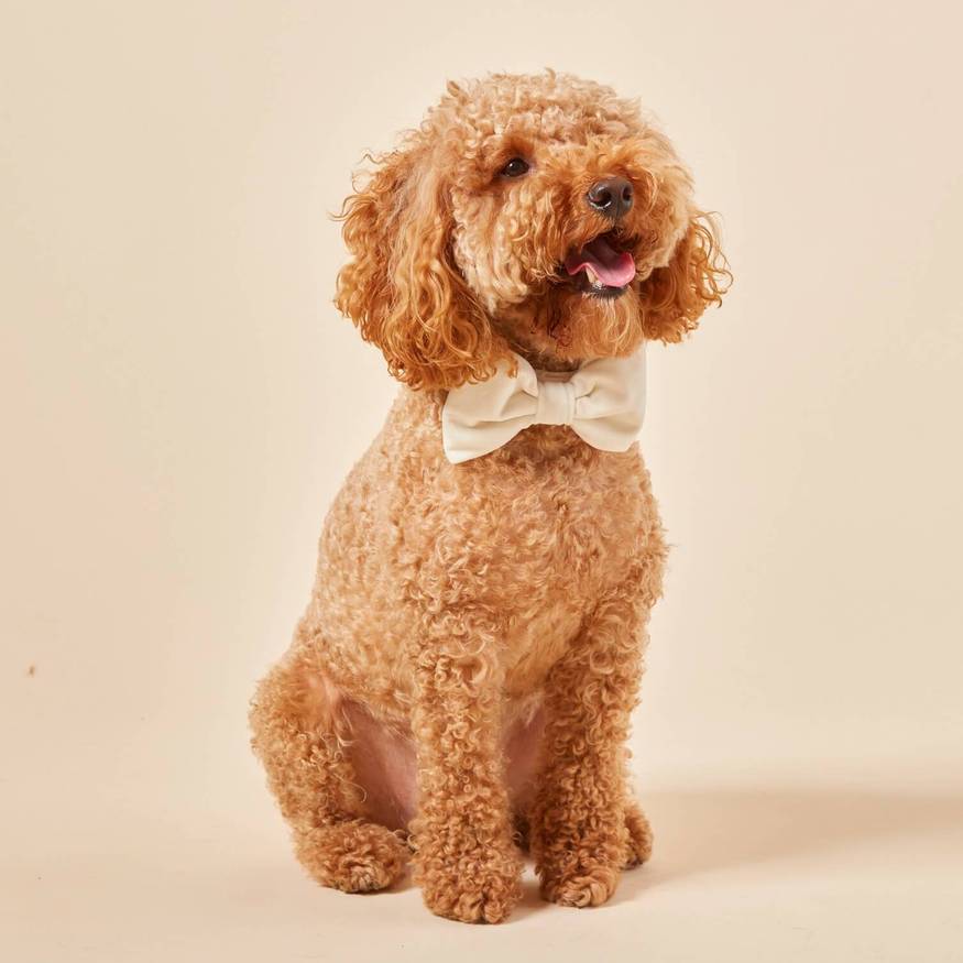 Hochzeit Elfenbein Samt Bogen