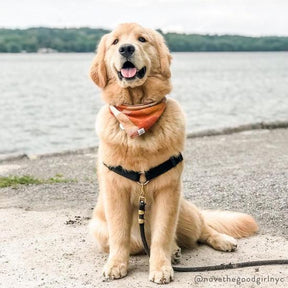 Pumpkin Spice flannel bandana