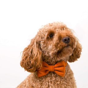 Wedding Pumpkin Velvet strik