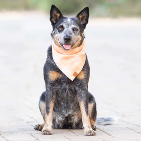 Sorbet Gingham bandana