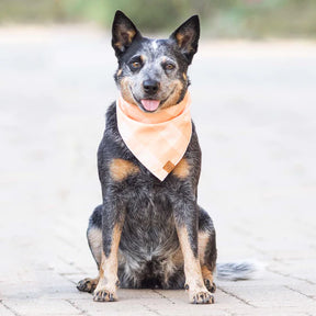 Sorbet Bandana bandana