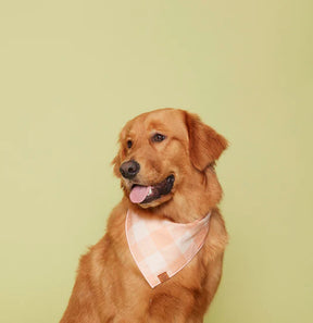 Sorbet Gingham bandana