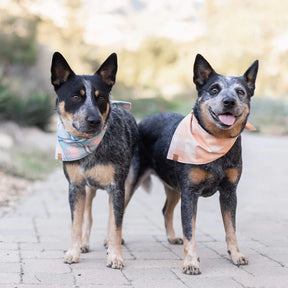 Sorbet Gingham Bandana